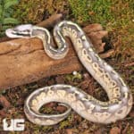 Baby Super Pastel Mojave Leopard Ball Pythons For Sale - Underground Reptiles