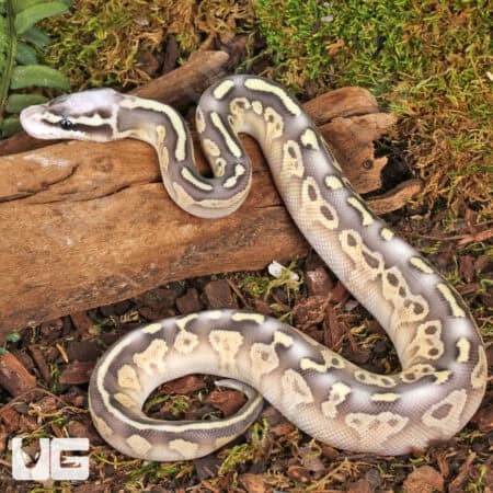 Baby Super Pastel Mojave Leopard Ball Pythons For Sale - Underground Reptiles
