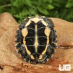 Baby Vietnamese Pond Turtles For Sale - Underground Reptiles