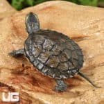 Baby Vietnamese Pond Turtles For Sale - Underground Reptiles