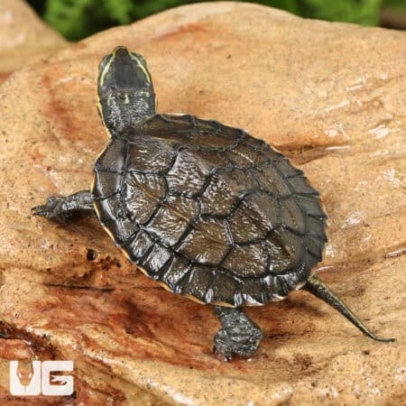 Baby Vietnamese Pond Turtles For Sale - Underground Reptiles