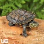 Baby Vietnamese Pond Turtles For Sale - Underground Reptiles