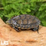 Baby Vietnamese Pond Turtles For Sale - Underground Reptiles