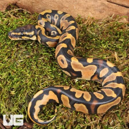 Baby Yellowbelly 66% Het Pied Poss Leopard Ball Pythons For Sale - Underground Reptiles