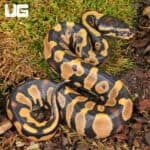 Baby Yellowbelly 66% Het Pied Poss Leopard Ball Pythons For Sale - Underground Reptiles