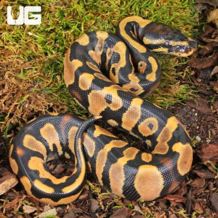 Baby Yellowbelly 66% Het Pied Poss Leopard Ball Pythons For Sale - Underground Reptiles