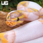 Baby Male Banana Pied Ball Python For Sale - Underground Reptiles