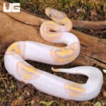 Baby Male Banana Pied Ball Python For Sale - Underground Reptiles