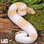 Baby Male Banana Pied Ball Python For Sale - Underground Reptiles