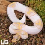 Baby Male Banana Pied Ball Python For Sale - Underground Reptiles