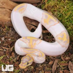 Baby Male Banana Pied Ball Python For Sale - Underground Reptiles