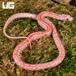 Baby Blood Red Tessera Cornsnakes For Sale - Underground Reptiles
