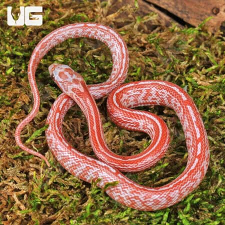 Baby Blood Red Tessera Cornsnakes For Sale - Underground Reptiles