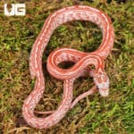 Baby Blood Red Tessera Cornsnakes For Sale - Underground Reptiles