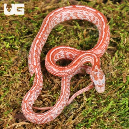 Baby Blood Red Tessera Cornsnakes For Sale - Underground Reptiles