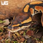 Baby Cinnamon Enchi Ball Pythons For Sale - Underground Reptiles