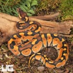 Baby Cinnamon Enchi Ball Pythons For Sale - Underground Reptiles
