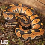 Baby Cinnamon Enchi Ball Pythons For Sale - Underground Reptiles