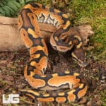 Baby Cinnamon Enchi Ball Pythons For Sale - Underground Reptiles