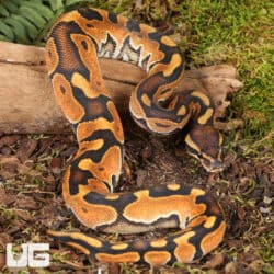 Baby Cinnamon Enchi Ball Pythons For Sale - Underground Reptiles
