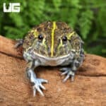 Baby Giant Pixie Frogs For Sale - Underground Reptiles
