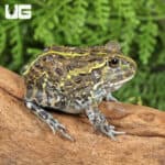 Baby Giant Pixie Frogs For Sale - Underground Reptiles