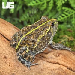 Baby Giant Pixie Frogs For Sale - Underground Reptiles