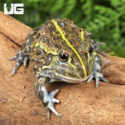 Baby Giant Pixie Frogs For Sale - Underground Reptiles