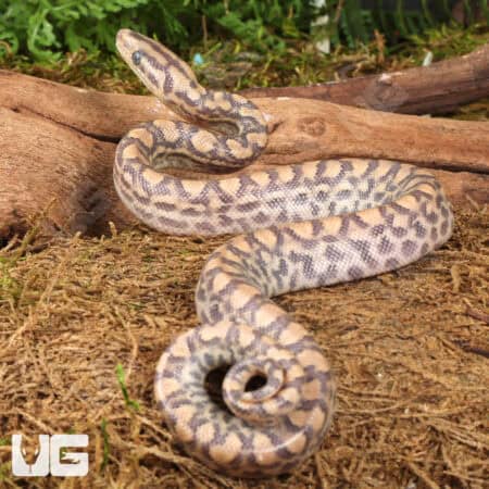 Baby Paradigm Colombian Rainbow Boas For Sale - Underground Reptiles