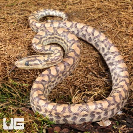 Baby Paradigm Colombian Rainbow Boas For Sale - Underground Reptiles