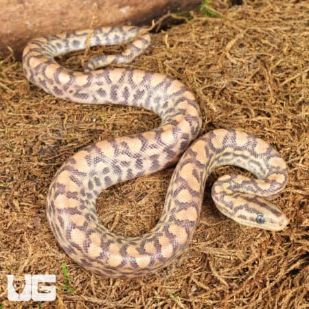 Baby Paradigm Colombian Rainbow Boas For Sale - Underground Reptiles