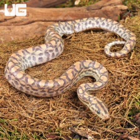 Baby Paradigm Colombian Rainbow Boas For Sale - Underground Reptiles