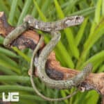 Blunt-Headed Slug Eating Snake For Sale - Underground Reptiles