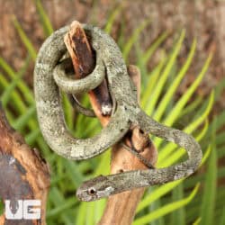 Blunt-Headed Slug Eating Snake For Sale - Underground Reptiles