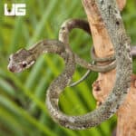 Blunt-Headed Slug Eating Snake For Sale - Underground Reptiles