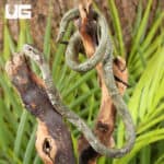 Blunt-Headed Slug Eating Snake For Sale - Underground Reptiles