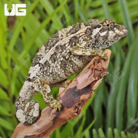 Juvenile Jackson's Chameleons For Sale - Underground Reptiles