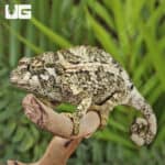Juvenile Jackson's Chameleons For Sale - Underground Reptiles