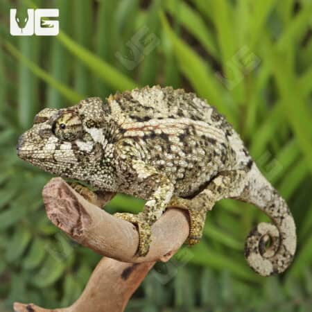 Juvenile Jackson's Chameleons For Sale - Underground Reptiles