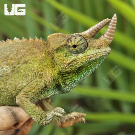 Juvenile Jackson's Chameleons For Sale - Underground Reptiles
