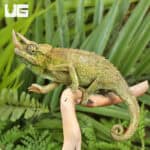 Juvenile Jackson's Chameleons For Sale - Underground Reptiles