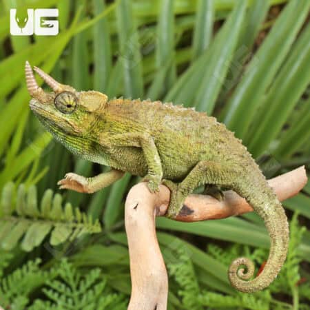 Juvenile Jackson's Chameleons For Sale - Underground Reptiles
