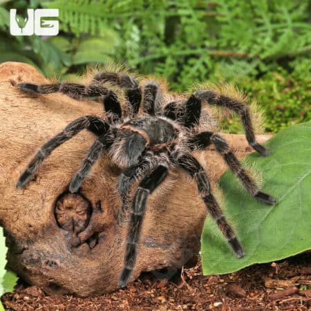 Curly Haired Tarantulas For Sale - Underground Reptiles