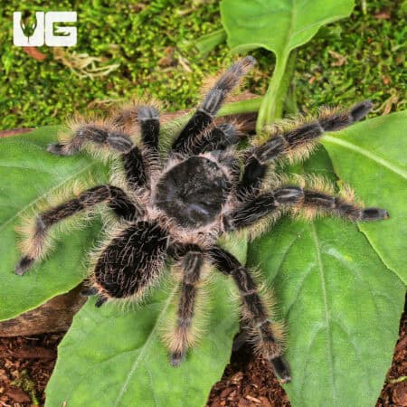 Curly Haired Tarantulas For Sale - Underground Reptiles