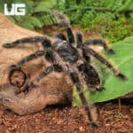 Curly Haired Tarantulas For Sale - Underground Reptiles
