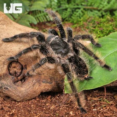 Curly Haired Tarantulas For Sale - Underground Reptiles