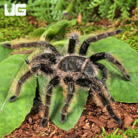 Curly Haired Tarantulas For Sale - Underground Reptiles
