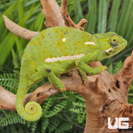 Flap-Necked Chameleons (Chamaeleo dilepis) For Sale - Underground Reptiles