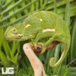 Flap-Necked Chameleons (Chamaeleo dilepis) For Sale - Underground Reptiles