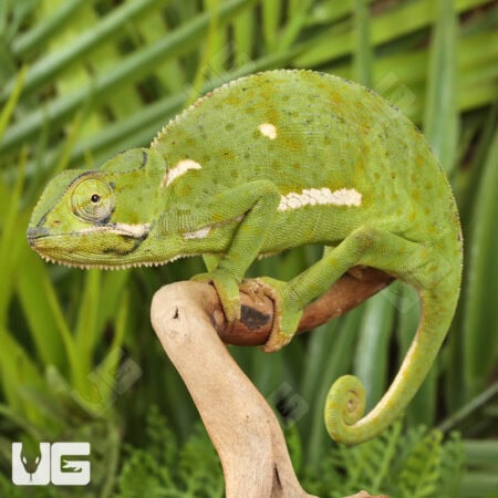 Flap-Necked Chameleons (Chamaeleo dilepis) For Sale - Underground Reptiles